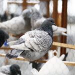 25.01.2020 Kielce. Targi Kielce. Krajowa wystawa gołębi i drobnego inwentarza / Jarosław Kubalski / Radio Kielce