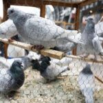 25.01.2020 Kielce. Targi Kielce. Krajowa wystawa gołębi i drobnego inwentarza / Jarosław Kubalski / Radio Kielce