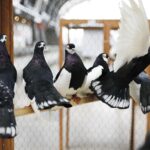 25.01.2020 Kielce. Targi Kielce. Krajowa wystawa gołębi i drobnego inwentarza / Jarosław Kubalski / Radio Kielce