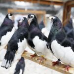 25.01.2020 Kielce. Targi Kielce. Krajowa wystawa gołębi i drobnego inwentarza / Jarosław Kubalski / Radio Kielce