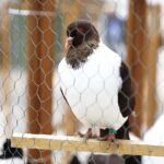 25.01.2020 Kielce. Targi Kielce. Krajowa wystawa gołębi i drobnego inwentarza / Jarosław Kubalski / Radio Kielce