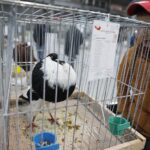 25.01.2020 Kielce. Targi Kielce. Krajowa wystawa gołębi i drobnego inwentarza / Jarosław Kubalski / Radio Kielce