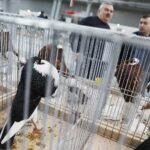 25.01.2020 Kielce. Targi Kielce. Krajowa wystawa gołębi i drobnego inwentarza / Jarosław Kubalski / Radio Kielce