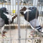 25.01.2020 Kielce. Targi Kielce. Krajowa wystawa gołębi i drobnego inwentarza / Jarosław Kubalski / Radio Kielce