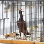 25.01.2020 Kielce. Targi Kielce. Krajowa wystawa gołębi i drobnego inwentarza / Jarosław Kubalski / Radio Kielce