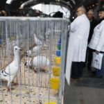 25.01.2020 Kielce. Targi Kielce. Krajowa wystawa gołębi i drobnego inwentarza / Jarosław Kubalski / Radio Kielce