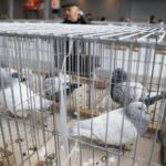 25.01.2020 Kielce. Targi Kielce. Krajowa wystawa gołębi i drobnego inwentarza / Jarosław Kubalski / Radio Kielce