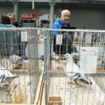 25.01.2020 Kielce. Targi Kielce. Krajowa wystawa gołębi i drobnego inwentarza / Jarosław Kubalski / Radio Kielce