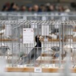 25.01.2020 Kielce. Targi Kielce. Krajowa wystawa gołębi i drobnego inwentarza / Jarosław Kubalski / Radio Kielce