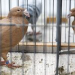 25.01.2020 Kielce. Targi Kielce. Krajowa wystawa gołębi i drobnego inwentarza / Jarosław Kubalski / Radio Kielce