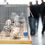 25.01.2020 Kielce. Targi Kielce. Krajowa wystawa gołębi i drobnego inwentarza / Jarosław Kubalski / Radio Kielce