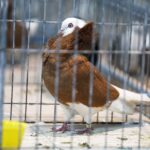 25.01.2020 Kielce. Targi Kielce. Krajowa wystawa gołębi i drobnego inwentarza / Jarosław Kubalski / Radio Kielce