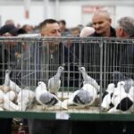 25.01.2020 Kielce. Targi Kielce. Krajowa wystawa gołębi i drobnego inwentarza / Jarosław Kubalski / Radio Kielce