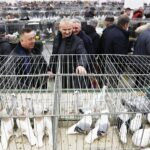 25.01.2020 Kielce. Targi Kielce. Krajowa wystawa gołębi i drobnego inwentarza / Jarosław Kubalski / Radio Kielce