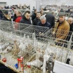 25.01.2020 Kielce. Targi Kielce. Krajowa wystawa gołębi i drobnego inwentarza / Jarosław Kubalski / Radio Kielce