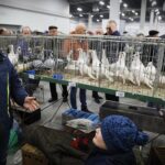 25.01.2020 Kielce. Targi Kielce. Krajowa wystawa gołębi i drobnego inwentarza / Jarosław Kubalski / Radio Kielce