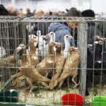 25.01.2020 Kielce. Targi Kielce. Krajowa wystawa gołębi i drobnego inwentarza / Jarosław Kubalski / Radio Kielce