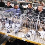 25.01.2020 Kielce. Targi Kielce. Krajowa wystawa gołębi i drobnego inwentarza / Jarosław Kubalski / Radio Kielce