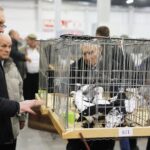 25.01.2020 Kielce. Targi Kielce. Krajowa wystawa gołębi i drobnego inwentarza / Jarosław Kubalski / Radio Kielce