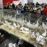 25.01.2020 Kielce. Targi Kielce. Krajowa wystawa gołębi i drobnego inwentarza / Jarosław Kubalski / Radio Kielce