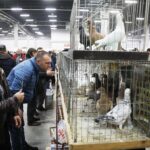 25.01.2020 Kielce. Targi Kielce. Krajowa wystawa gołębi i drobnego inwentarza / Jarosław Kubalski / Radio Kielce