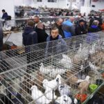 25.01.2020 Kielce. Targi Kielce. Krajowa wystawa gołębi i drobnego inwentarza / Jarosław Kubalski / Radio Kielce