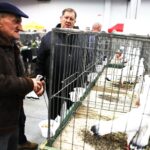 25.01.2020 Kielce. Targi Kielce. Krajowa wystawa gołębi i drobnego inwentarza / Jarosław Kubalski / Radio Kielce