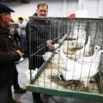 25.01.2020 Kielce. Targi Kielce. Krajowa wystawa gołębi i drobnego inwentarza / Jarosław Kubalski / Radio Kielce