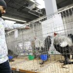 25.01.2020 Kielce. Targi Kielce. Krajowa wystawa gołębi i drobnego inwentarza / Jarosław Kubalski / Radio Kielce