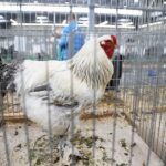 25.01.2020 Kielce. Targi Kielce. Krajowa wystawa gołębi i drobnego inwentarza / Jarosław Kubalski / Radio Kielce