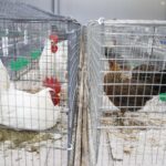 25.01.2020 Kielce. Targi Kielce. Krajowa wystawa gołębi i drobnego inwentarza / Jarosław Kubalski / Radio Kielce