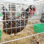 25.01.2020 Kielce. Targi Kielce. Krajowa wystawa gołębi i drobnego inwentarza / Jarosław Kubalski / Radio Kielce