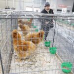 25.01.2020 Kielce. Targi Kielce. Krajowa wystawa gołębi i drobnego inwentarza / Jarosław Kubalski / Radio Kielce