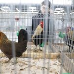 25.01.2020 Kielce. Targi Kielce. Krajowa wystawa gołębi i drobnego inwentarza / Jarosław Kubalski / Radio Kielce