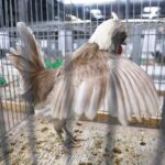 25.01.2020 Kielce. Targi Kielce. Krajowa wystawa gołębi i drobnego inwentarza / Jarosław Kubalski / Radio Kielce