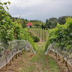 22.08.2017 Raport Dnia : Góry Wysokie. Winnica Sandomierska. / Krzysztof Bujnowicz / Radio Kielce