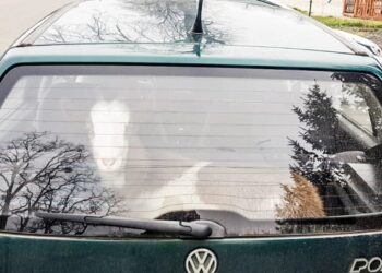 Koza w bagażniku / KWP