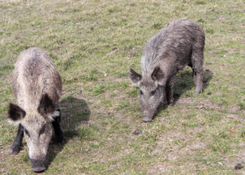 Dzik / morgueFile free photo