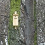 22.01.2020. Ostrowiec Świętokrzyski. Budki lęgowe dla małych ptaków w Parku Miejskim im. Józefa Piłsudskiego / Emilia Sitarska / Radio Kielce