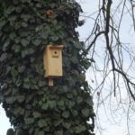 22.01.2020. Ostrowiec Świętokrzyski. Budki lęgowe dla małych ptaków w Parku Miejskim im. Józefa Piłsudskiego / Emilia Sitarska / Radio Kielce