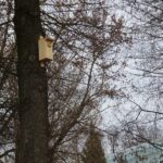 22.01.2020. Ostrowiec Świętokrzyski. Budki lęgowe dla małych ptaków w Parku Miejskim im. Józefa Piłsudskiego / Emilia Sitarska / Radio Kielce