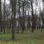 22.01.2020. Ostrowiec Świętokrzyski. Budki lęgowe dla małych ptaków w Parku Miejskim im. Józefa Piłsudskiego / Emilia Sitarska / Radio Kielce