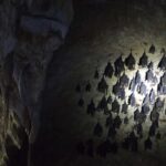 05.03.2016 Muzyczne Podróże przez Świat Katarzyna i Aleksander Piekarscy. Langawi. Jaskinia nietoperzy / Aleksander Piekarski / 05.03.2016 Langawi. Jaskinia nietoperzy. Muzyczne Podróże przez Świat: Katarzyna i Aleksander Piekarscy