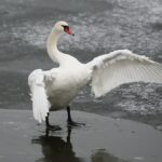 07.01.2020. Kielce. Lód na kieleckim zalewie / Wiktor Taszłow / Radio Kielce