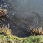 07.01.2020. Kielce. Lód na kieleckim zalewie / Wiktor Taszłow / Radio Kielce