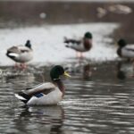 07.01.2020. Kielce. Lód na kieleckim zalewie / Wiktor Taszłow / Radio Kielce