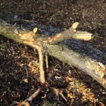 Kielce. 07.01.2020. Ślady działalności bobrów nad zalewem / Wiktor Taszłow / Radio Kielce