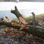 Kielce. 07.01.2020. Ślady działalności bobrów nad zalewem / Wiktor Taszłow / Radio Kielce