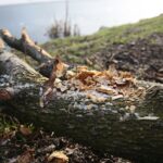 Kielce. 07.01.2020. Ślady działalności bobrów nad zalewem / Wiktor Taszłow / Radio Kielce