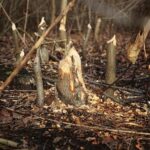 Kielce. 07.01.2020. Ślady działalności bobrów nad zalewem / Wiktor Taszłow / Radio Kielce